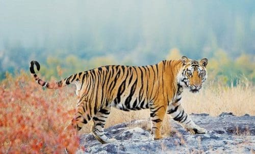 Warm Winter Holiday Retreats- Jim Corbett National Park