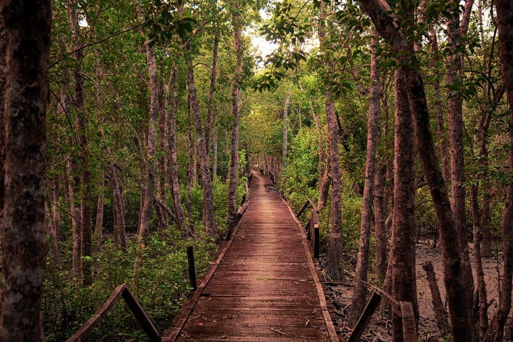 The Sundarbans MakeMyTrip launches the first travel parade on social, this Republic Day!