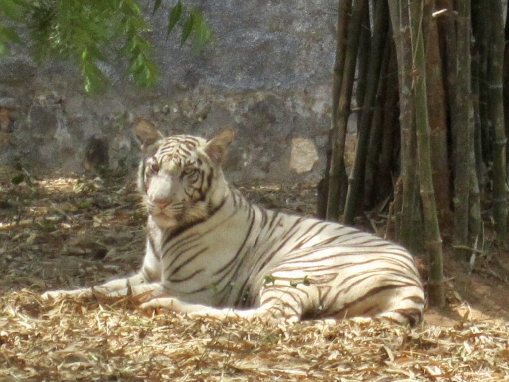 vandalur zoo 10 Best places to visit in Chennai - make sure to not miss them!