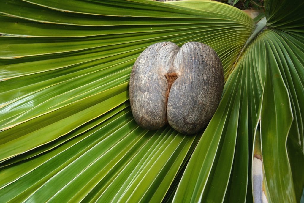 Female Coco De Mer nut on coco de mer leaf. Photo credit -Gerald Larose
