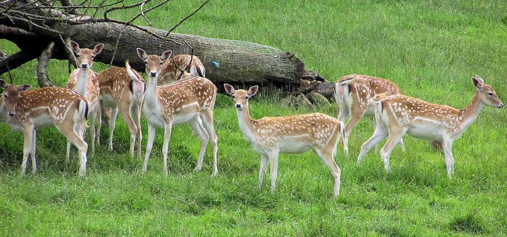 wildlife sanctuaries in Odisha