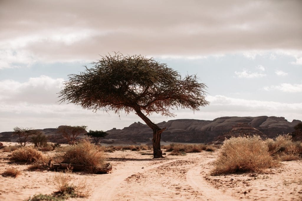 184A9053 2048x2048 1 Saudi Arabia is thrilled to host the first-ever Extreme E in stunning AlUla