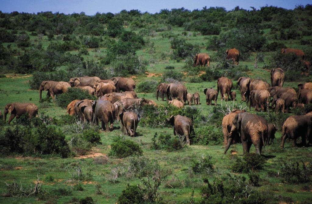 Addo National Park South African Tourism and Netflix team up to star South Africa