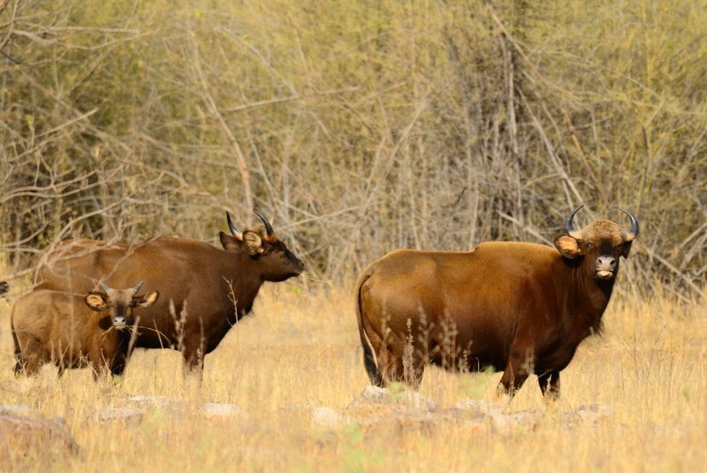 Indian Bison - Wildlife sanctuaries in Maharashtra