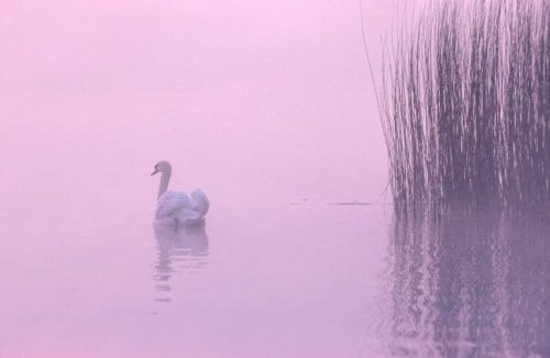 Gentofte Lake, Copenhagen - Denmark