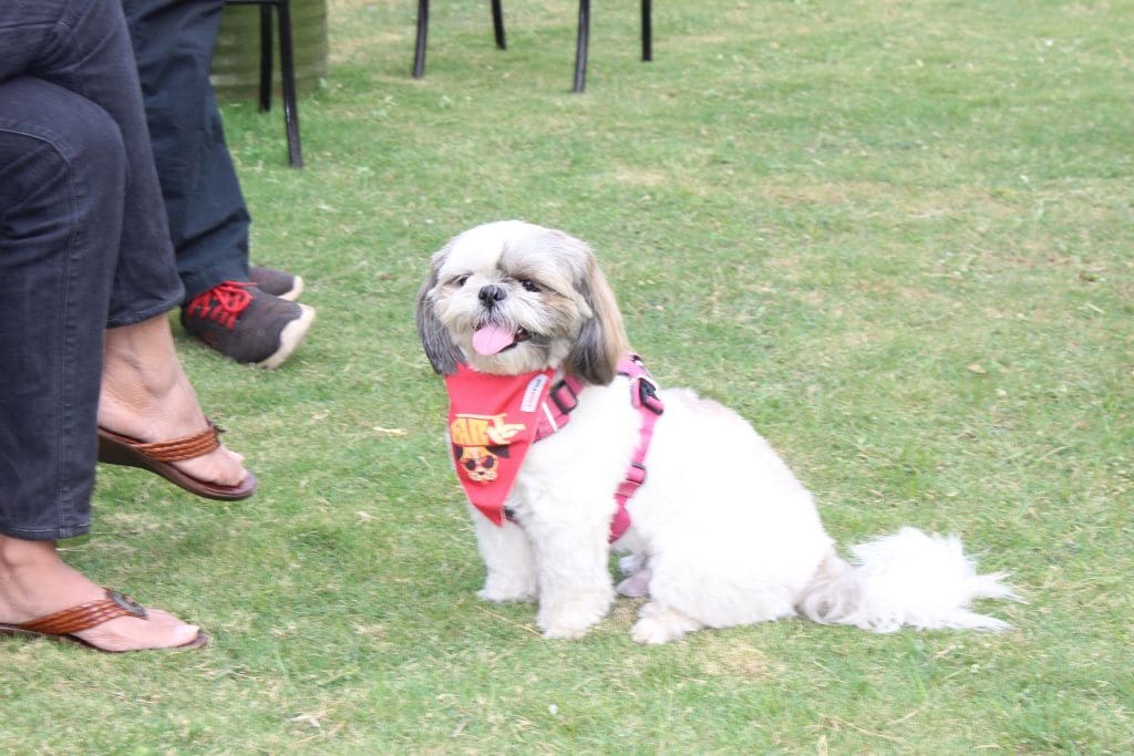 IMG 4543 Novotel Hyderabad Airport organizes “The Paw Walk”- a unique initiative