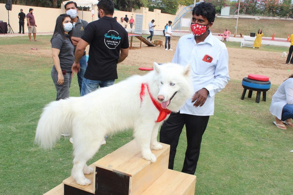 IMG 4590 Novotel Hyderabad Airport organizes “The Paw Walk”- a unique initiative