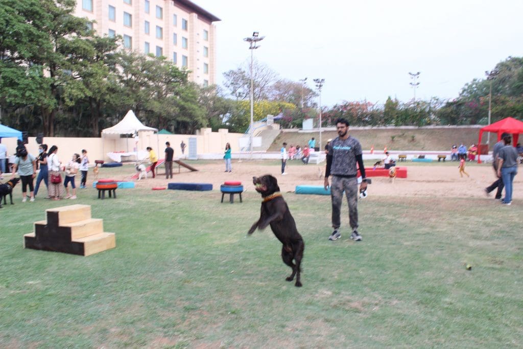 IMG 4602 Novotel Hyderabad Airport organizes “The Paw Walk”- a unique initiative