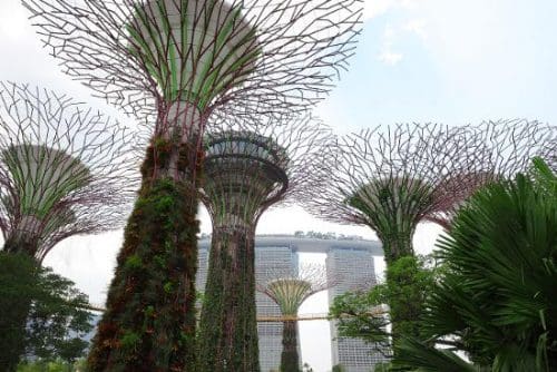 View of Supertrees Gardens By The Bay Singapore GB Srithar - partnerships and collaborations are critical to recovery