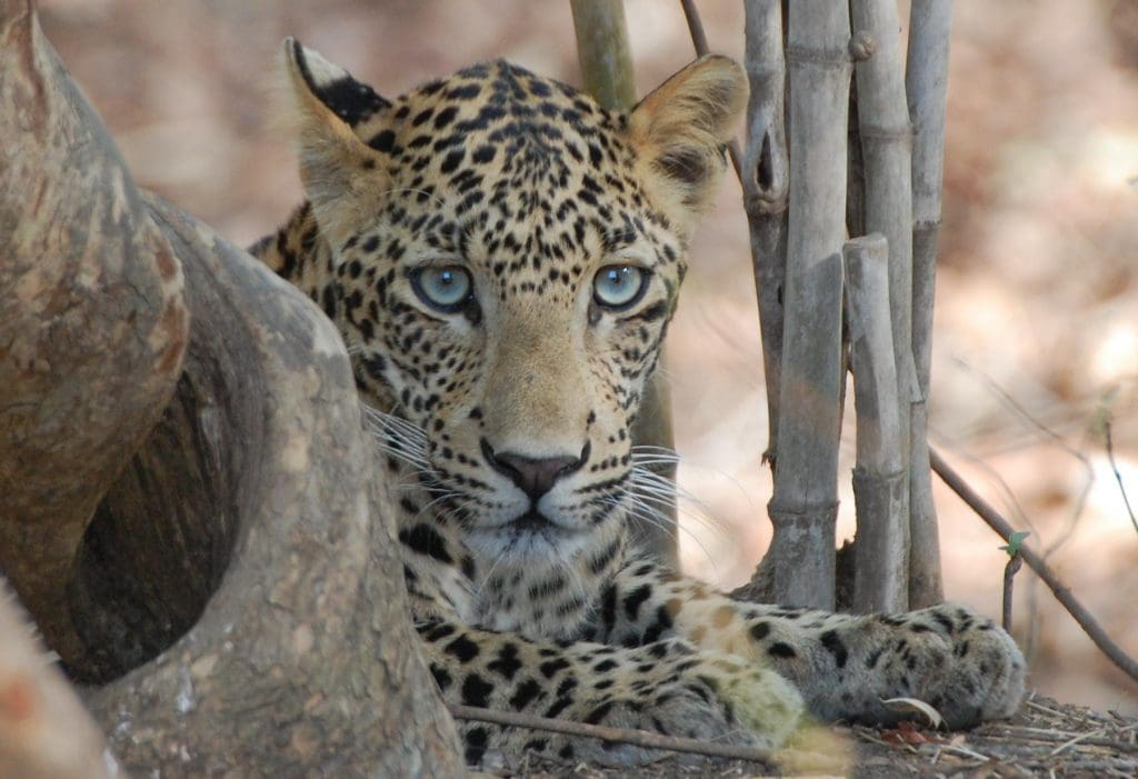 Indian Leopard - Wildlife sanctuaries in Maharashtra