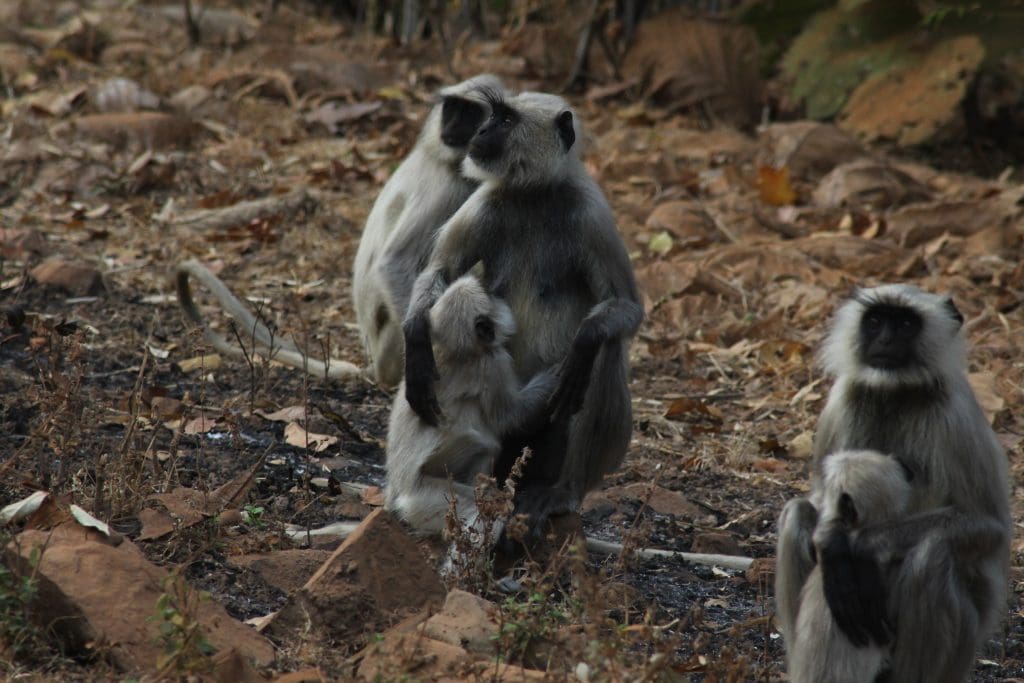 Indian Langur - Wildlife sanctuaries in Maharashtra