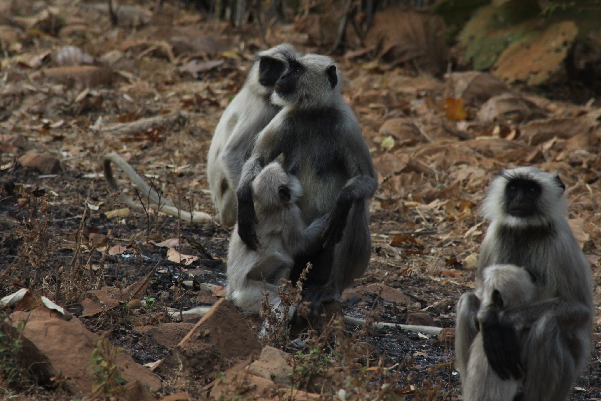 Explore 7 best, hidden Wildlife Sanctuaries in Maharashtra Today’s