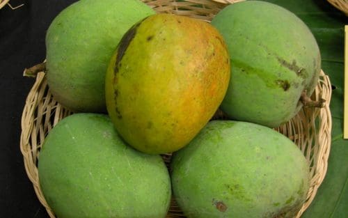 Mango Paheri edited Rich and sweet mangoes of Maharashtra