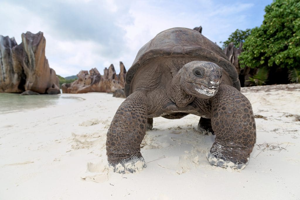 BRANDit to represent Seychelles Tourism Board in India 3 BRANDit, Seychelles Tourism Board