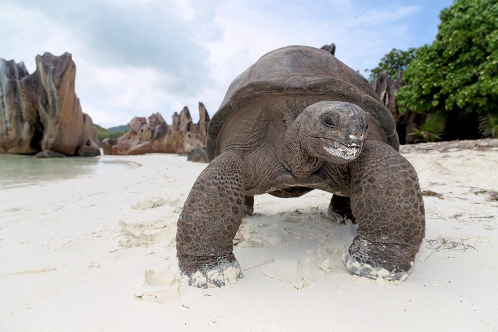 BRANDit, Seychelles Tourism Board