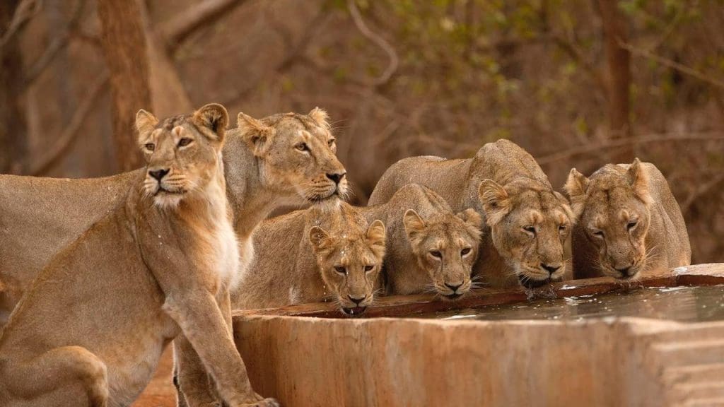 WhatsApp Image 2021 05 29 at 6.09.05 PM Postcard Hotels open 15-room luxury Postcard Gir Wildlife Sanctuary