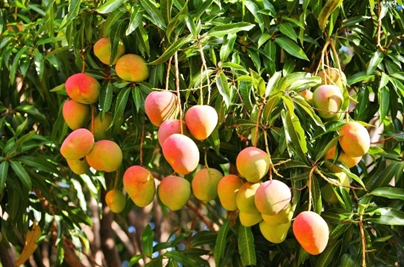 mangoes of maharashtra, fruit, favourite fruit mango, varieties of mango