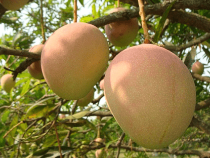 mangoes of maharashtra, fruit, favourite fruit mango, varieties of mango