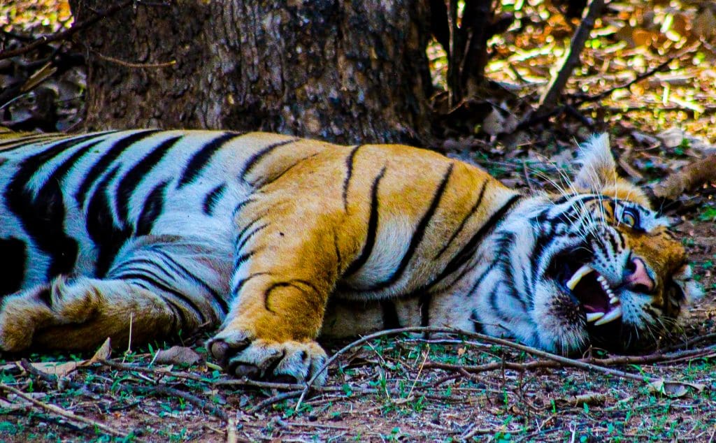  Ranthambore National Park 