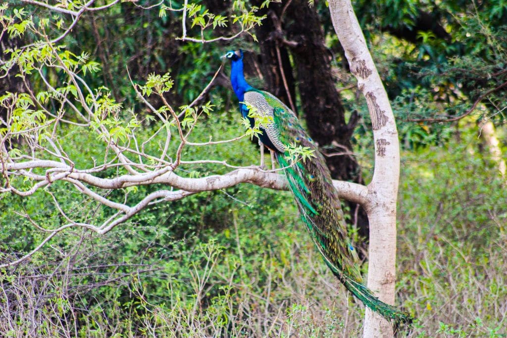 Ranthambore National Park Peacock