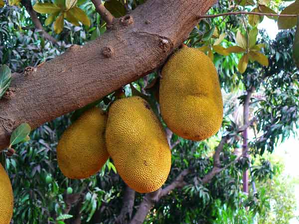 Jackfruit aka Phanas - delicious fruits of Maharashtra