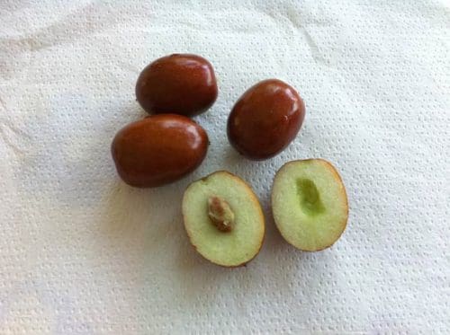 5 delicious fruits of Maharashtra that are a must-taste for visitors 5 Jujube Apples 5 delicious fruits of Maharashtra that are a must-taste for visitors
