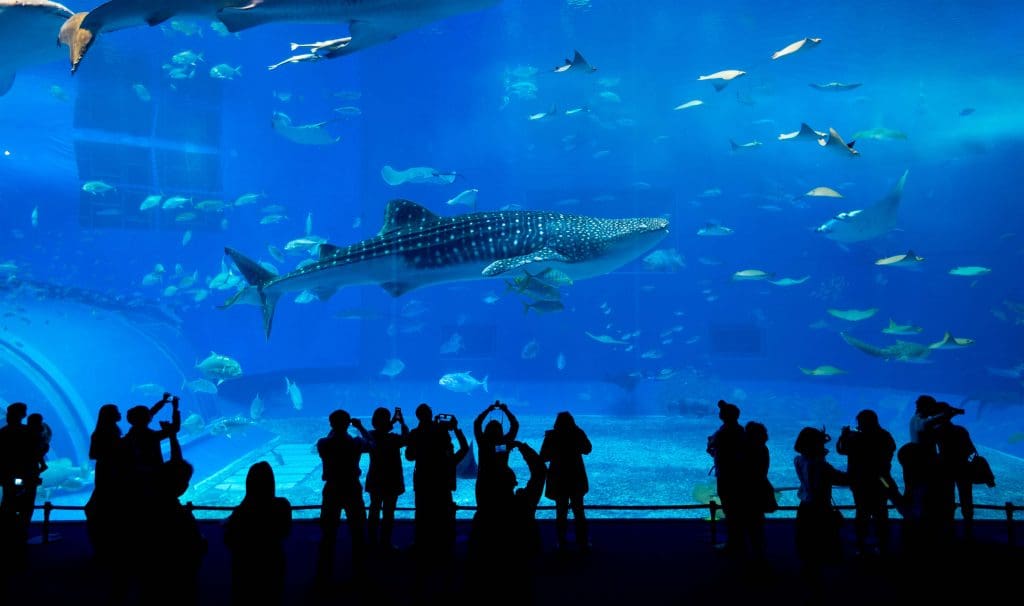 Whale shark in Okinawa Churaumi Aquarium