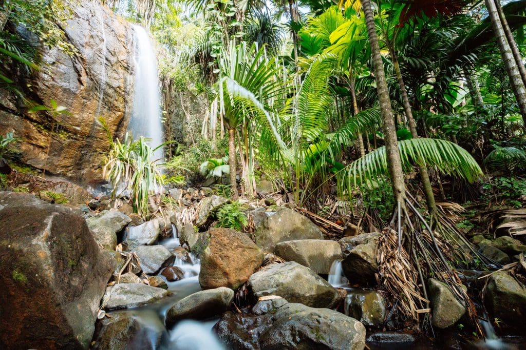 Beautiful Seychelles lifts ban on Indian travellers with immediate effect 1 Seychelles Vallee De Mai Praslin (Image courtesy: Torsten Dickmann)