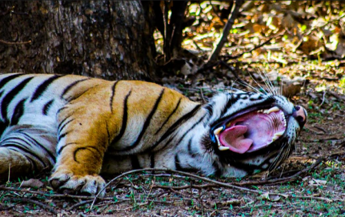 Ranthambore National Park 