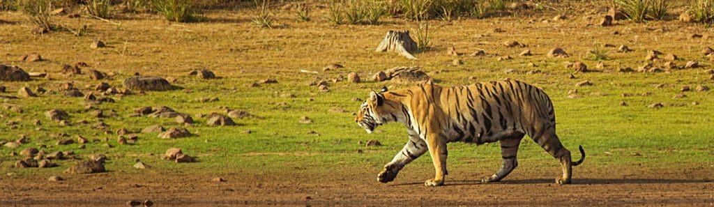 tadoba national park2 Sarovar Hotels signs new 35-room hotel in scenic Tadoba, Maharashtra