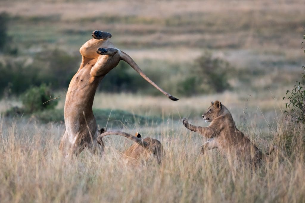 Masai Mara Randeep Singh