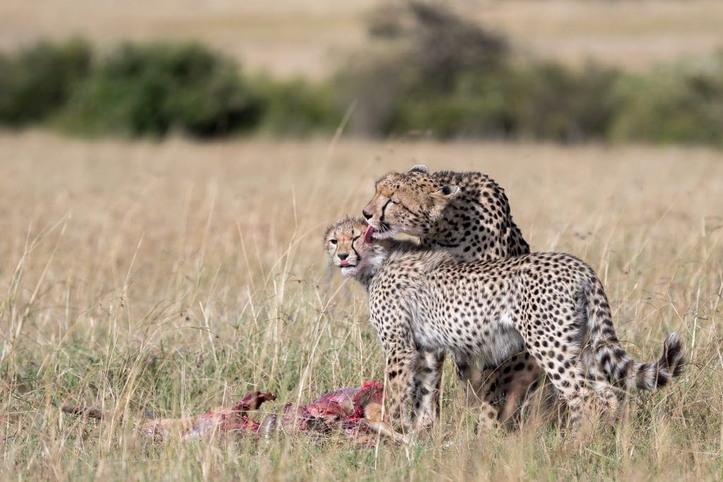 Masai Mara Arshadeep Singh