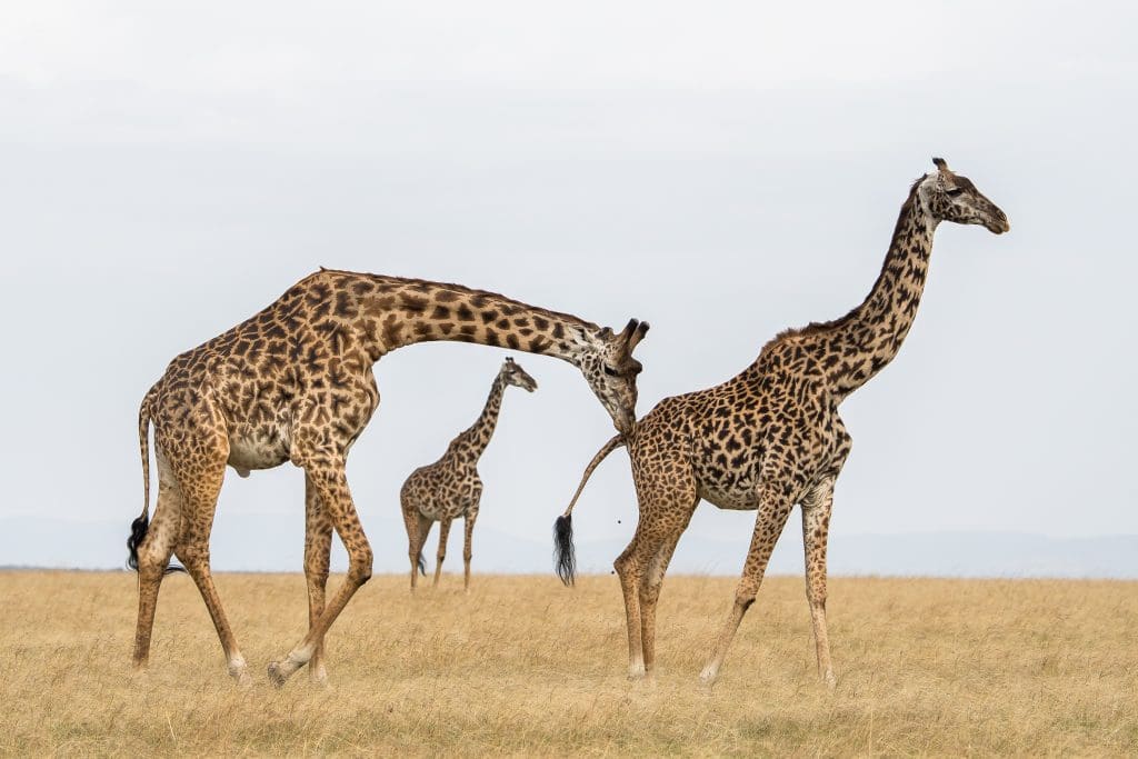 Masai Mara Arshadeep Singh