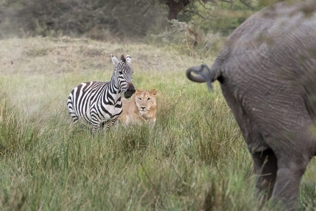 Masai Mara Arshadeep Singh