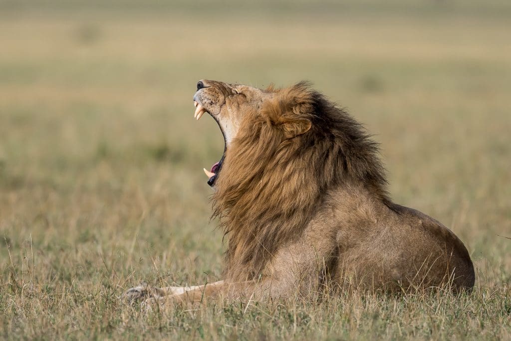 Masai Mara Randeep Singh