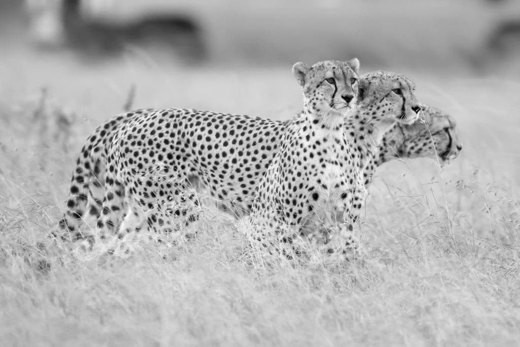 Masai Mara Credit: Randeep Singh