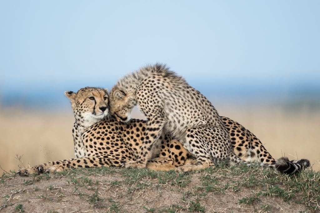 Masai Mara Randeep