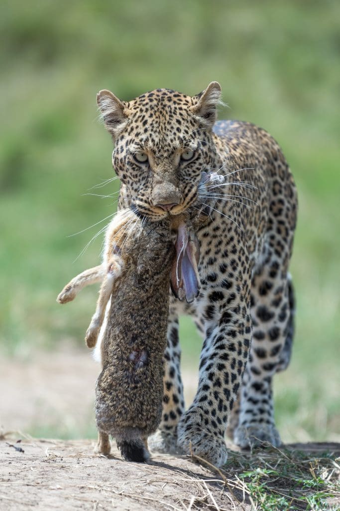 Masai Mara Randeep Singh