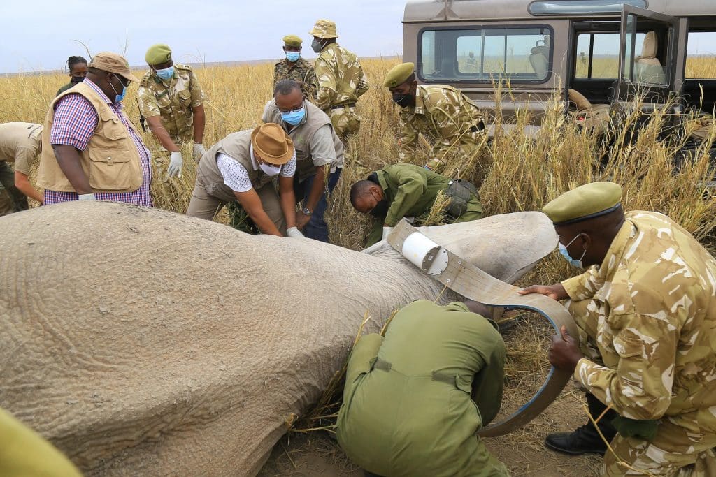 Kenya CS Balala leads an Elephant collaring exercise at Amboseli National park