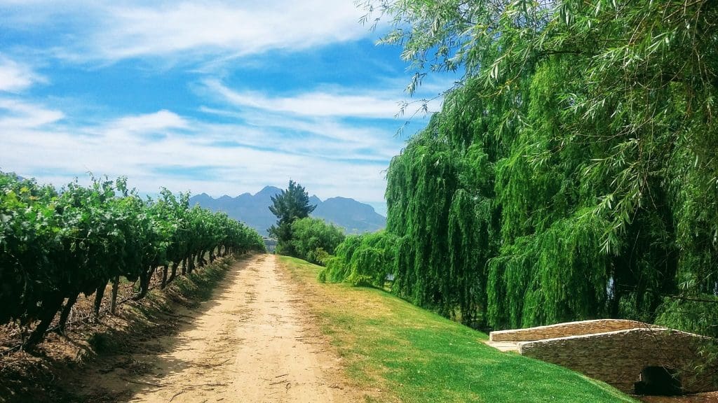 Exotic Wedding destinations -   Vineyard Grapes Winery Tuscany