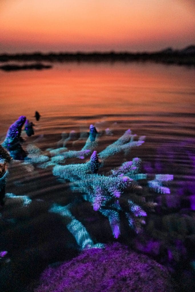 Andaman Branching-Coral-Under-UV-light