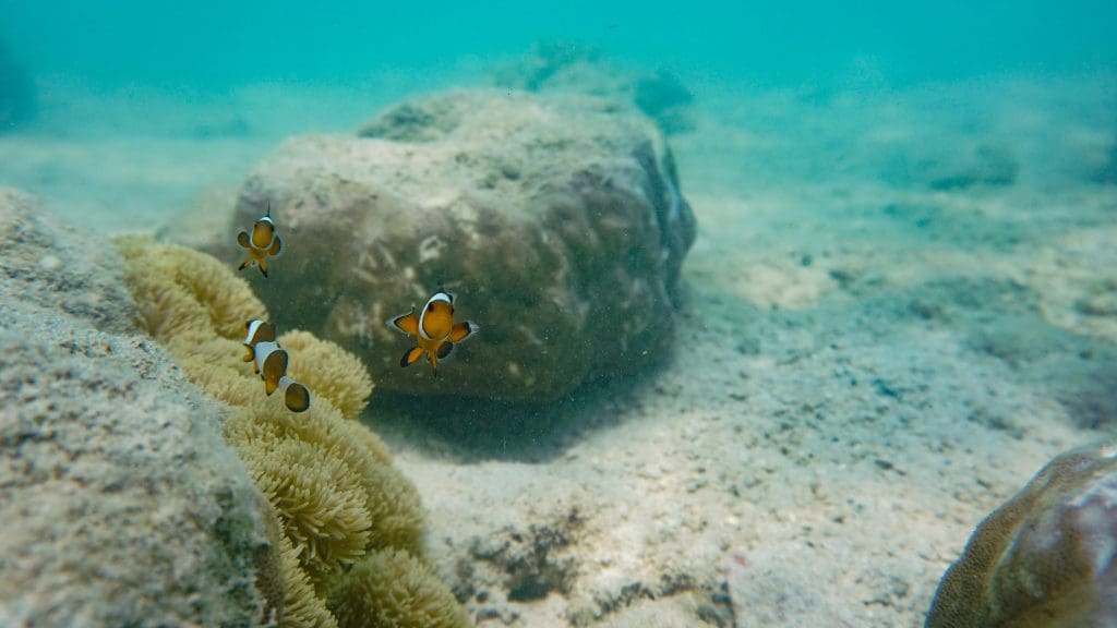 Andaman Clownfish-in-Sea-Anemone