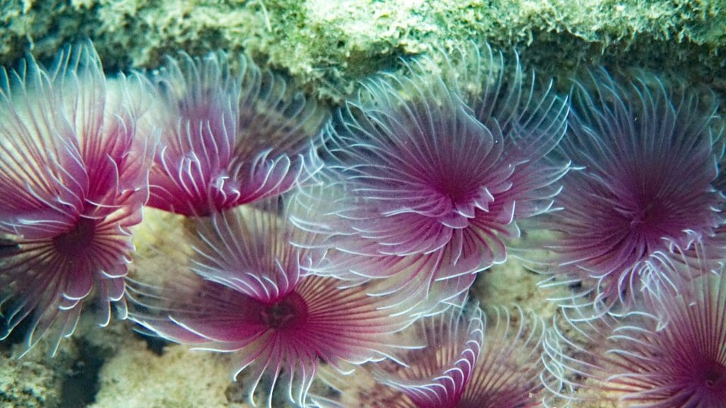 Andaman Feather-duster-worm