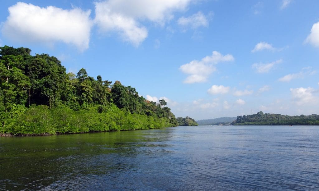 honeymoon destinations Mangroves Lush Creek Greenery Forest Environment  Andaman and Nicobar 