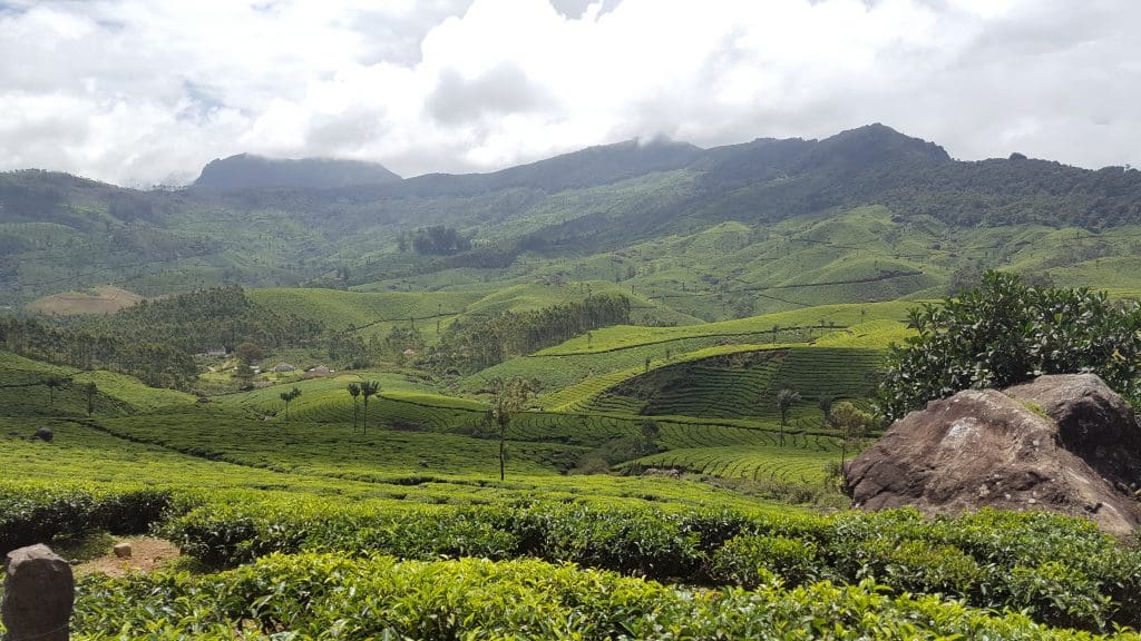 Tea Plantation Munnar Kerala Landscape