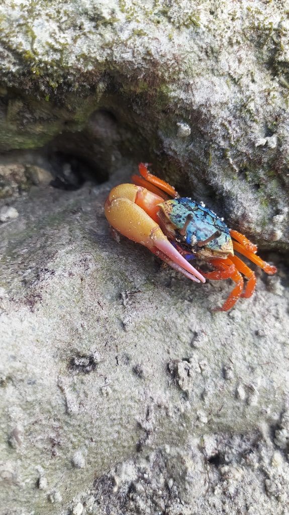 Andaman fiddler-crab