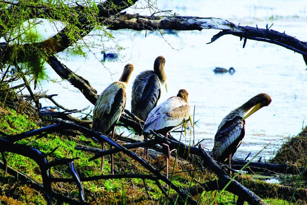Bharatpur Bird sanctuary
