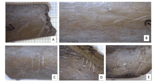 Ice Age remains near Sea of Galilee  