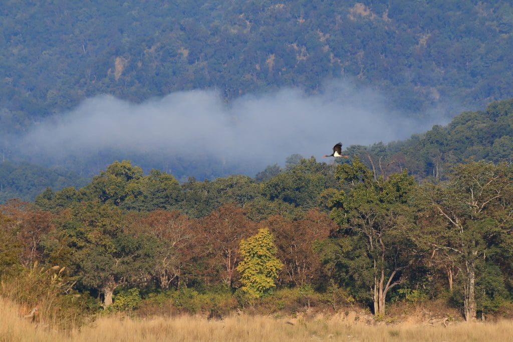 Corbett-Black-Stork-India-Misty-Forest