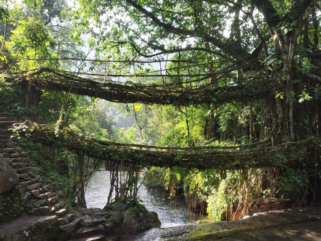 Natural wonder of the world - Meghalaya Double decker living root bridge 